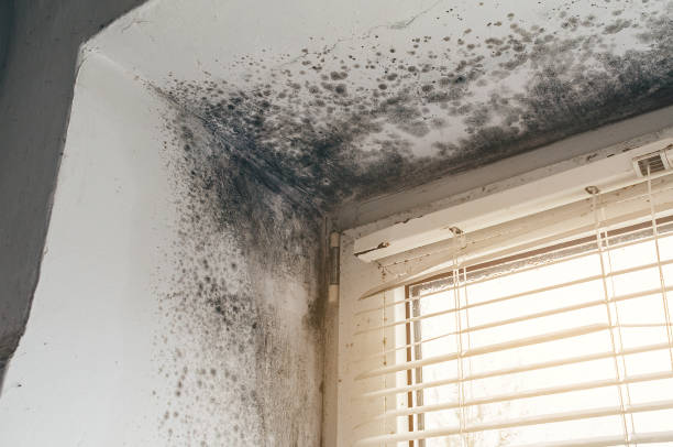 Affordable Mold Cleanup solutions in Alexandria, VA