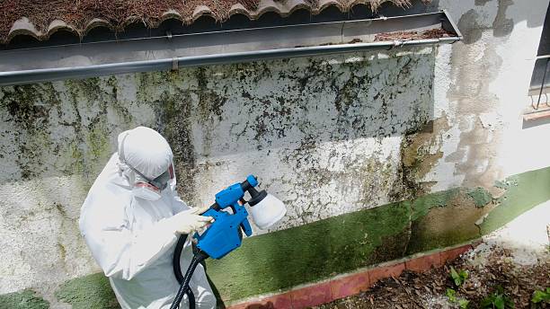 Top rated local Mold Cleanup specialists in Alexandria, VA